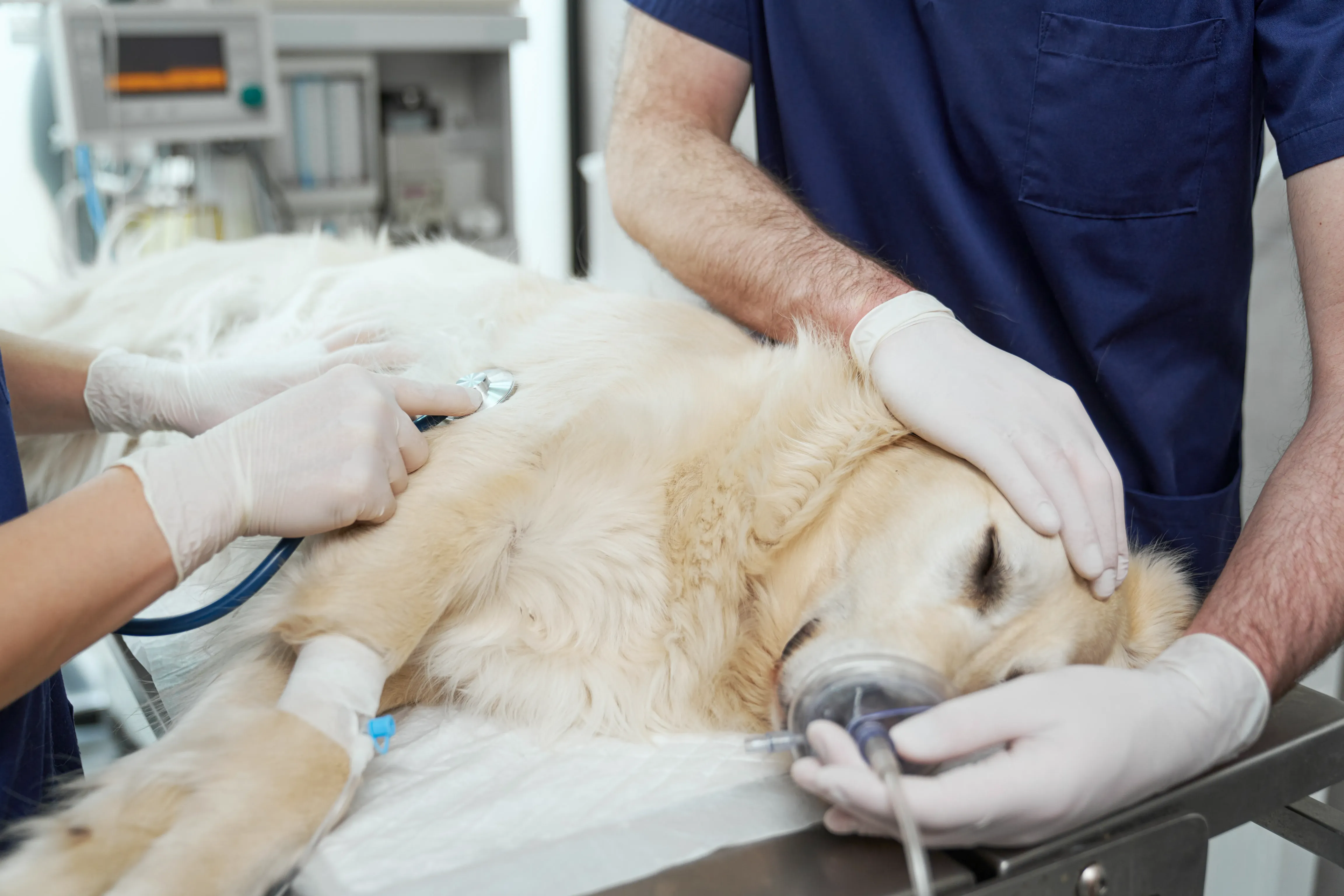 Médico veterinario revisando a un canino para identificar enfermedades respiratorias en perros y establecer un tratamiento adecuado de forma temprana.
